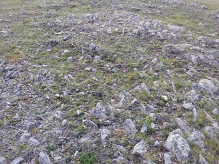 field of flowers and rock