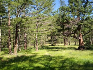 Obraz premium tree in the park