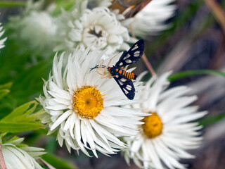 Spider eats moth on flower