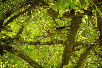 The Yellow Birds and the Black One are on a Branch of the Tree