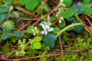 地面を這うように伸びた茎に花を咲かせたネコハギ