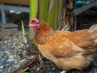 Portrait of hen standing near a banana tree, pecking for food on the ground