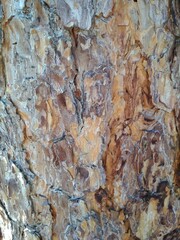 bark of a tree