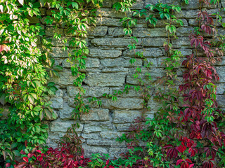  stone wall with flowers. Old stone Texture wall texture background. Grunge background, brick wall...