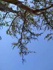 tree in the sky