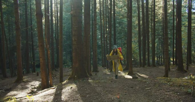 Young beautiful woman traveler with backpack hiking in forest between trees with map in hands and seaching direction. Female tourist walking outdoors with plan looking for route. Trekking concept