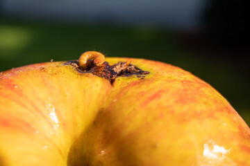  maggot crawls out of a ripe apple