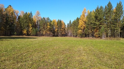 autumn landscape with trees