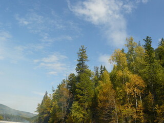 autumn forest in the mountains