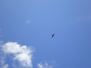 bird in the sky