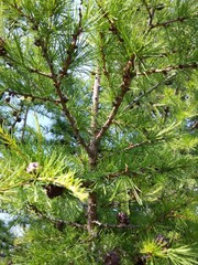 pine tree in the forest