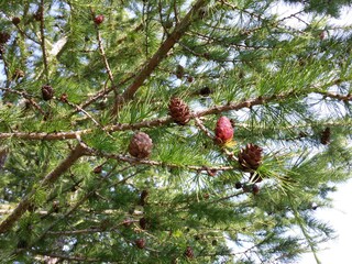 pine cones on a tree