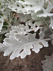 frost on leaves