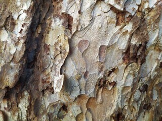 bark of a tree