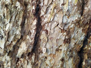 bark of a tree