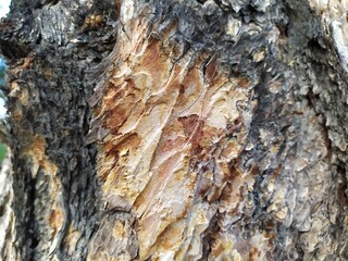 bark of a tree