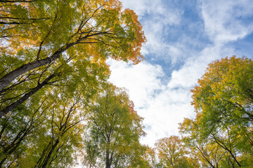 Beautiful Autumn Leaves under the blue sky in Ontario Canada