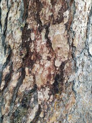 bark of a tree