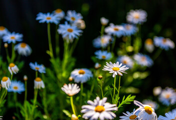 Wild daisy flowers growing on meadow with shallow focus background. 