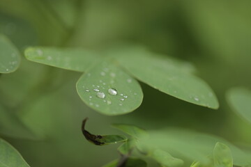 Close up of Water drops on leaves. Raindrop on leaf.