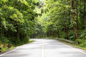 Country road pass through the forest.