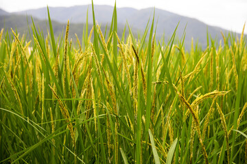 Obraz premium View of rice field infront of big . mountain.
