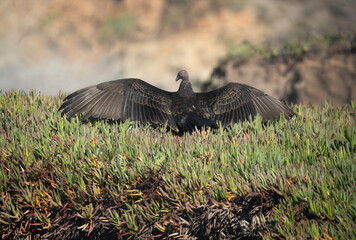 Huge red faced California Condors at the coast