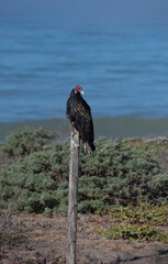 Huge red faced California Condors at the coast