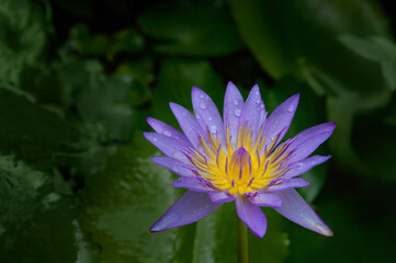 Violet lotus flower in the rain with blurred green leaf  in background