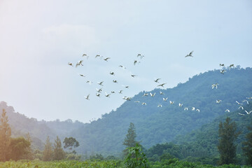 Fototapeta na wymiar Large groups of bird flying over tree in nature. Migratory birds in winter season for feeding.