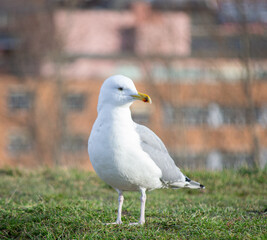 Gaviota noruega.