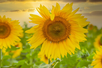 Bright yellow sunflower flower on the background of a summer sunset