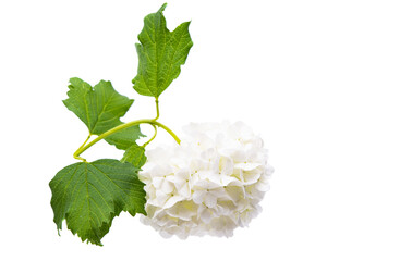white hydrangea isolated