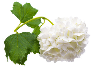 white hydrangea isolated