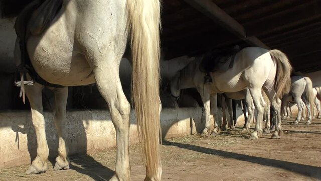 Wild White Camargue Horses standing in a stable in the Regional Park of the Camargue, Tourist ranch in camargue