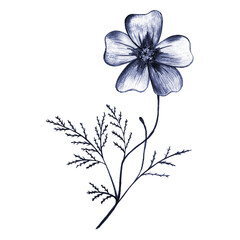 Blue Hand-Drawn Isolated Flower. Thin-leaved Marigolds Sketch.