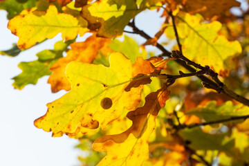 Yellow green leaves of autumn oak. Selective focus.