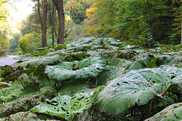 Large leaves in the forest