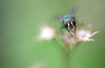 a macro photo of a fly about to fly

