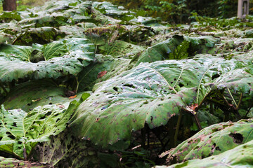 Large leaves in the forest