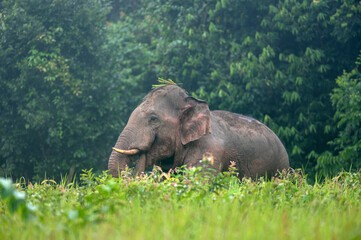 Fototapeta na wymiar Male Asian Wild Elephant with Green Grass for Food