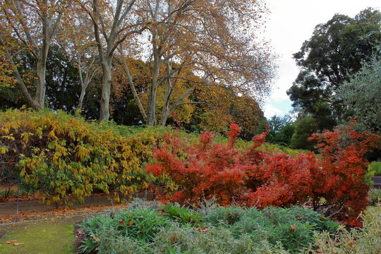 Adelaide Botanic Park, Australia
