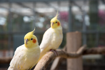 yellow and white parrot