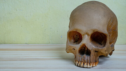 human skull on wood table for sci or medical content.