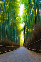 Fototapeta premium road in the forest bamboo