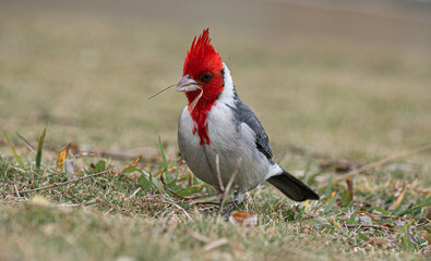Cardenal