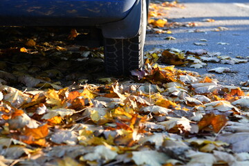 autumn leaves on asphalt with car wheel