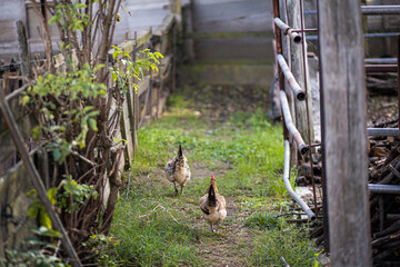 Chicken and hence running and escaping from a farm rural scene