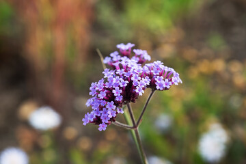 Close up of colored yarrow growing in the garden medicinal plant. Selective focus.