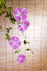 スダレ背景の朝顔